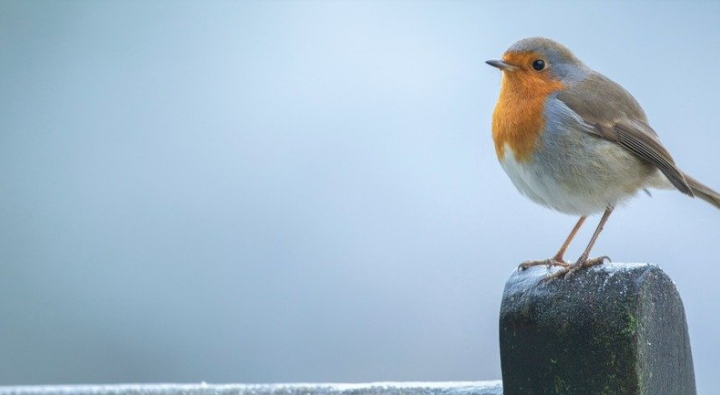 RSPB NI: The Big Garden Birdwatch Weekend 2025